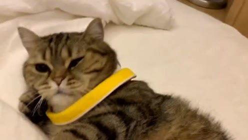 萌宠视频最近爆料 第3张 萌宠视频最近爆料 第3张