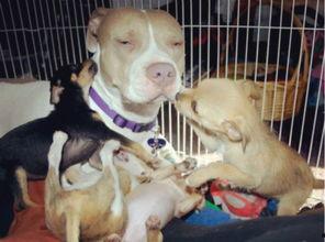 爆料救助狗狗视频播放在线观看,温情满满引网友泪目 第2张 爆料救助狗狗视频播放在线观看,温情满满引网友泪目 第2张